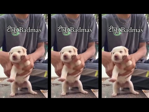Cute Puppy Dance
