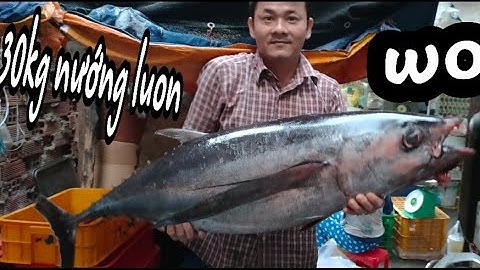 Cá ngừ đại dương 30kg nướng muối ớt