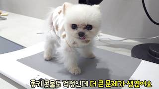 먹깨비 몸무게가 1kg이면 어떡해ㅜㅜ 퐁키 살이 계속 빠지고 있어요ㅠㅠ