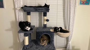 New Cat Tower 🐈‍⬛🐈‍⬛🐈‍⬛🐈👍