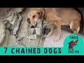 The Rescue of Seven Chained Dogs - Takis Shelter