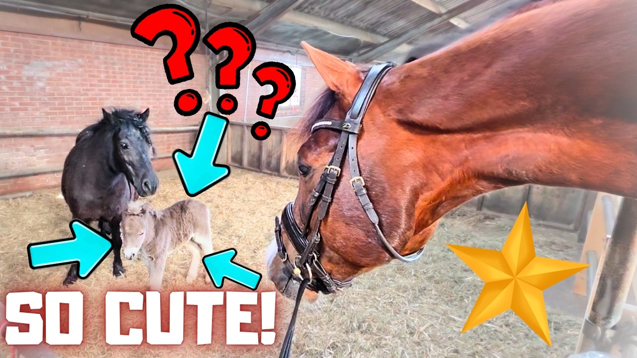 Does Baby Harry Take After His Sire? A Very Exciting First Cart Ride! | Friesian Horses