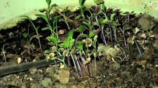 arugula seedling 1 month duration