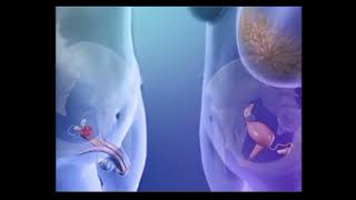 How Does Ual And Fertilization Happen?