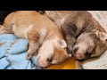 目が見えない赤ちゃん狼犬がおっぱいに辿り着くまで
