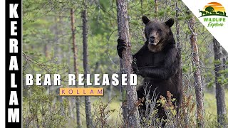 Kohima Bear Released Back Into Wild Kerala India