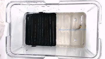 Fish Detection and Tracking 03 - (Real-Time Object Tracking)