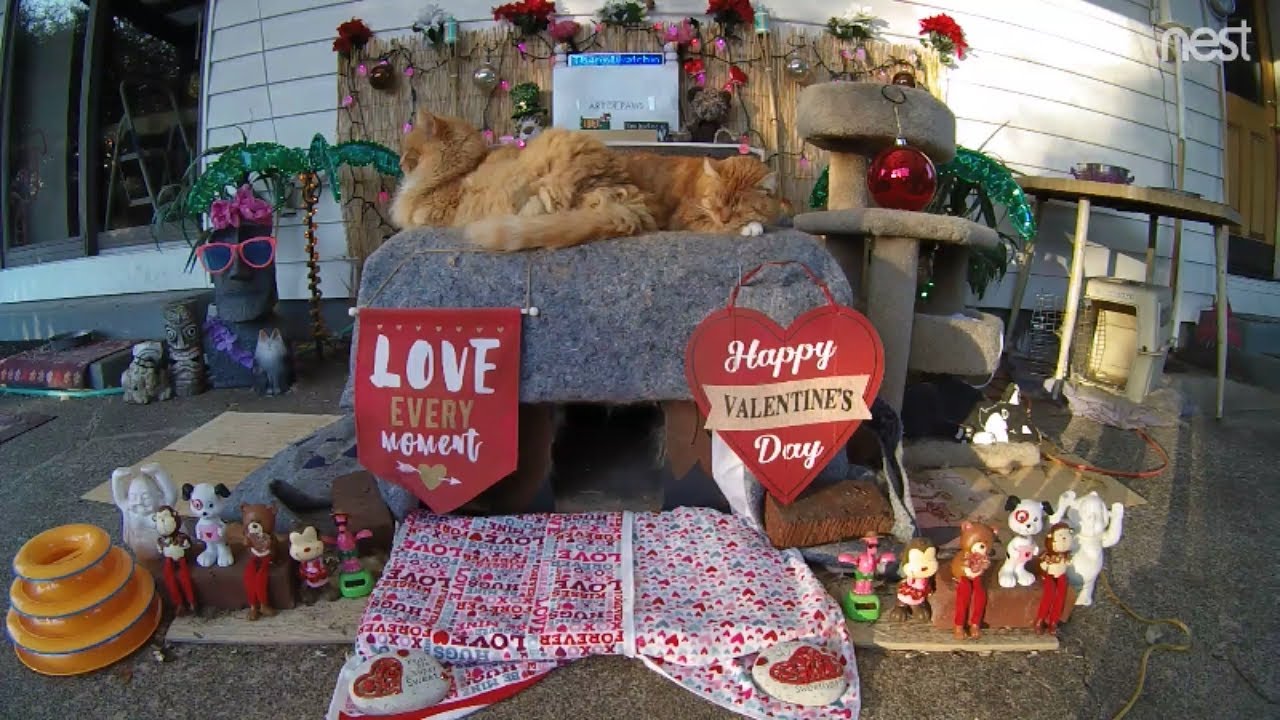 cat condo 2 mod apk Our sweet ginger boyz enjoying the end of a sunny day together (M3FC 0881)