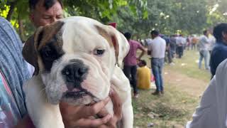 Wholesale Dog Market At Panchkula KCI Dog Show 14-11-2021 by Kunal Gupta 69,339 views 2 years ago 10 minutes, 44 seconds