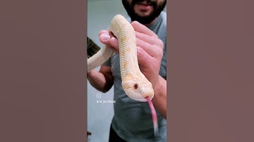 The Master Bluffer Western Hognose #saltybrood #hognose #snake #shorts