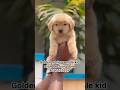 Top quality golden retriever male puppy available in bangalore DM/8050525227 #puppycare #puppylove