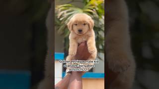 Top quality golden retriever male puppy available in bangalore DM/8050525227 #puppycare #puppylove