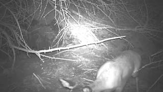 Wild Scottish Badgers: roe deer chirruping. by Chris Sydes 213 views 11 years ago 17 seconds