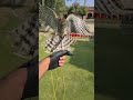 Sparrow Hawk Training