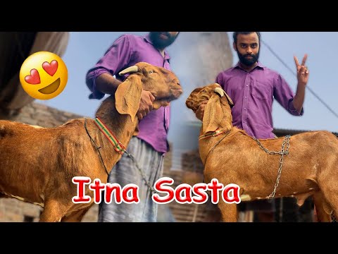 Goat ||Finally Bakra bhe a gya 😍 Goat Farming