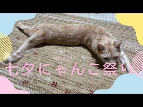 【猫動画】7/7七夕ミャンコ祭りだにゃ！〜にゃんともパレード〜#猫動画#猫#438
