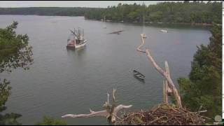 Steve's nearly landing! Hog Island Ospreys. 10.22 / 17 August 2016