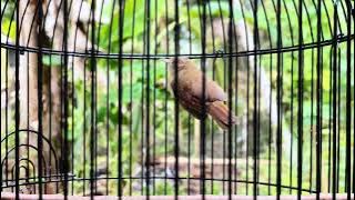 cukup 15 ribu dapet masteran MEWAH‼️suara burung jenggot mini gacor mbeset atau gebres