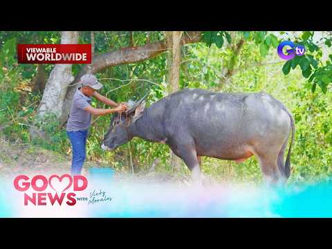 Mag-bestfriend na estudyante at kalabaw, bida online! | Good News
