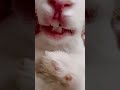 #Rabbit's sharp teeth Please like share and subscribe to my youtube channel