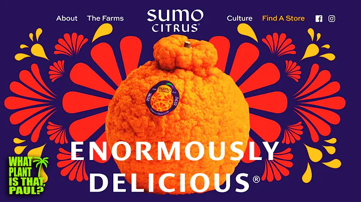 What are Sumo Citrus? / TASTE and REVIEW / Satsuma, Orange, and Mandarin - DayDayNews