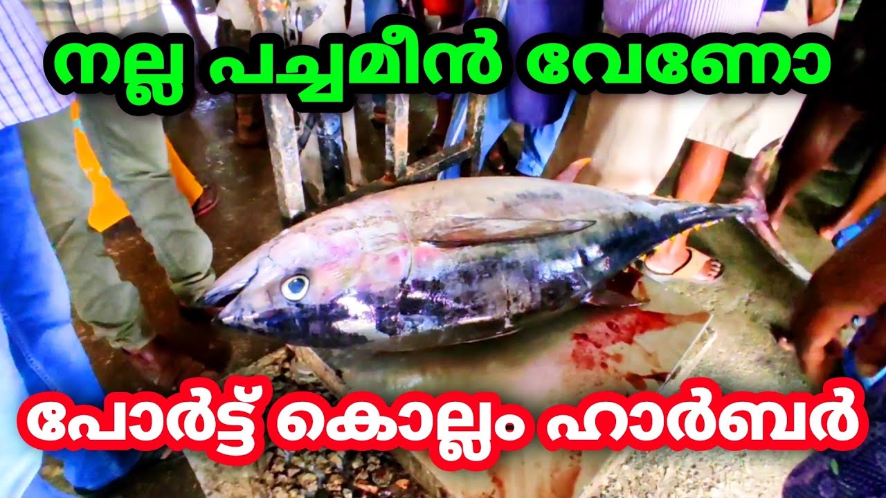 Port Kollam Harbour Fish | പോർട്ട് കൊല്ലം ഹാർബർ Vadi harbour വാടി ഹാർബർ 