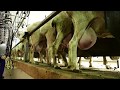 ASSAF milking sheep   AMAZING RESULTS غنم عساف