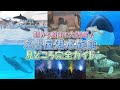 【ＧＷにぴったり！名古屋港水族館完全ガイド2025春】