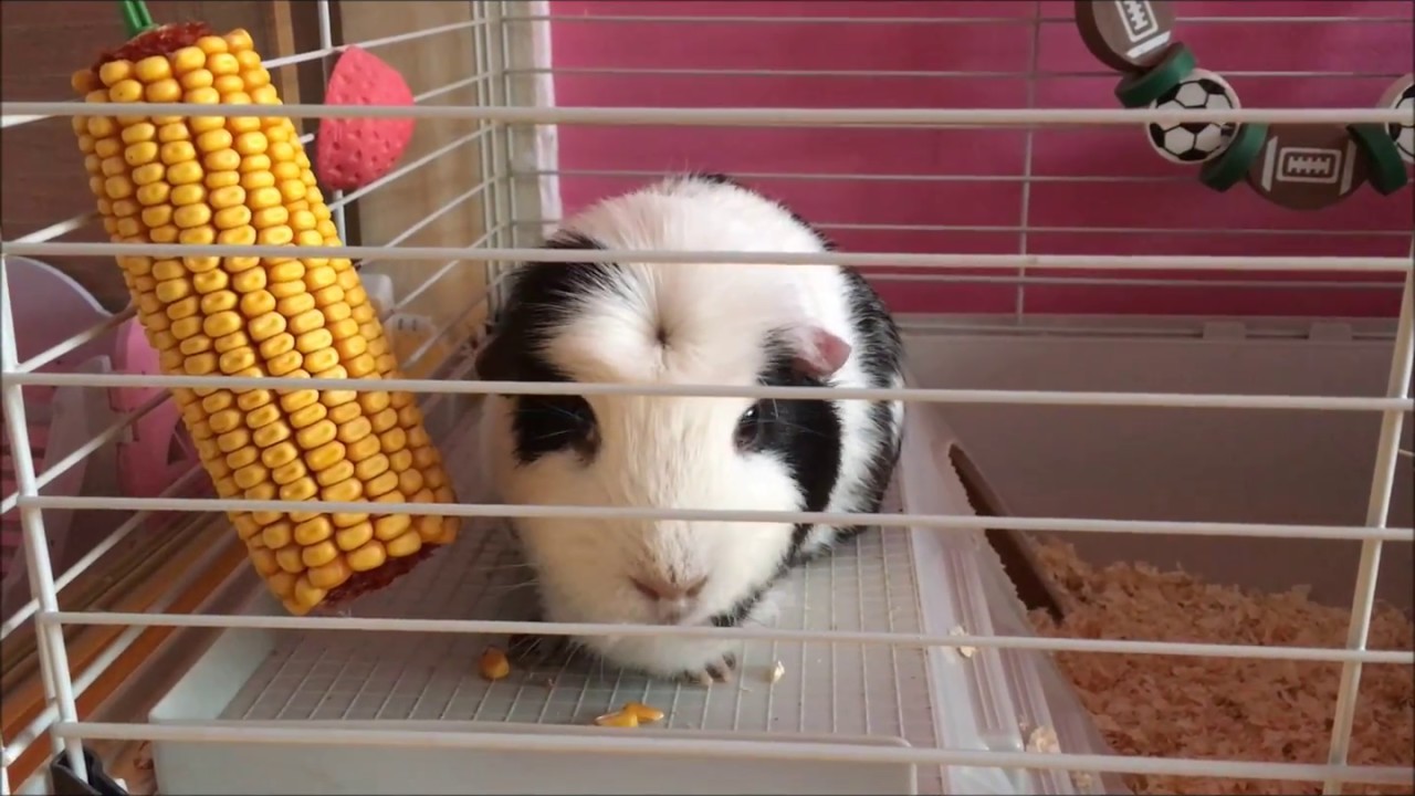 dwarf hamster food June 2018
