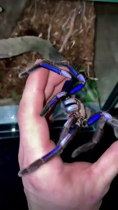 Electric Blue Tarantula Is Brighter Than Any Other Tarantula!⚡ #shorts
