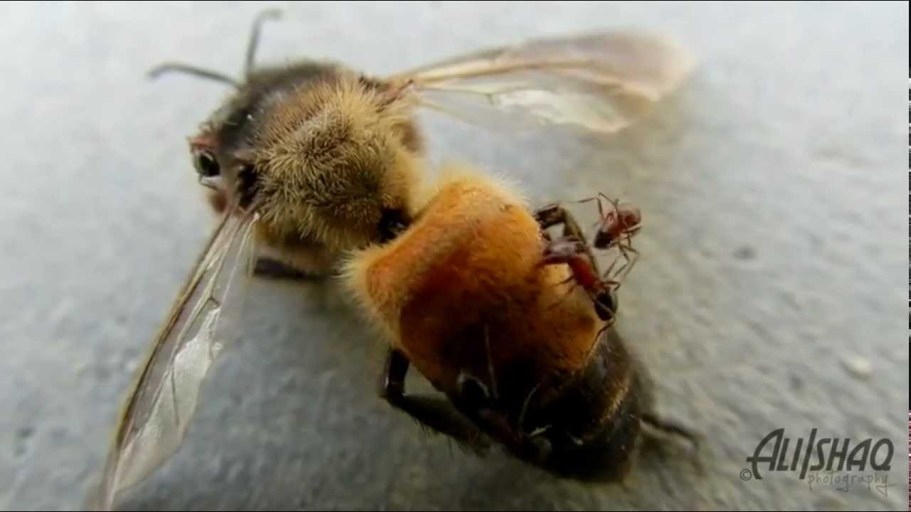 Nikon P500 Macro Test Ants Eat a Dead Bee YouTube