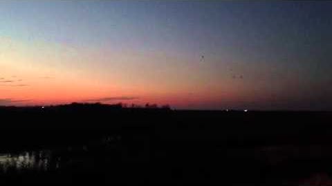 Blitzkrieg Game Calls- Scouting Ducks