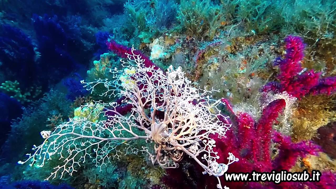 Il regno dell'astrospartus