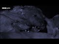 Unbelievable Animal Moments from Planet Earth | 20 Years of Planet Earth | BBC Earth