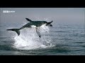 Unbelievable Moments from Planet Earth | 20 Years of Planet Earth | BBC Earth