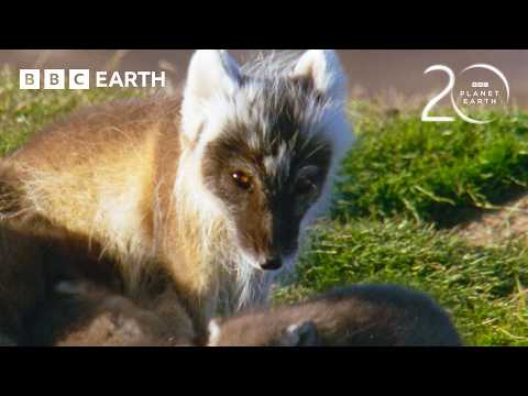30 Minutes of Fascinating Planet Earth Moments | 20 Years of Planet Earth | BBC Earth