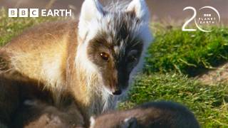 Unbelievable Animal Moments from Planet Earth | 20 Years of Planet Earth | BBC Earth