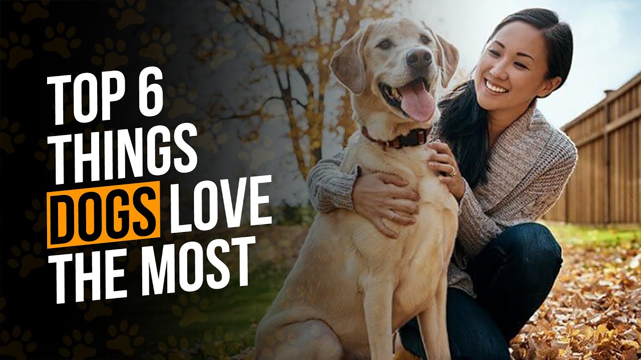 Top 6 Things Dogs LOVE The Most YouTube