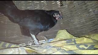 Chicken laying egg on the floor (First Egg) 🐔🥚