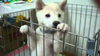 20100529.mp4