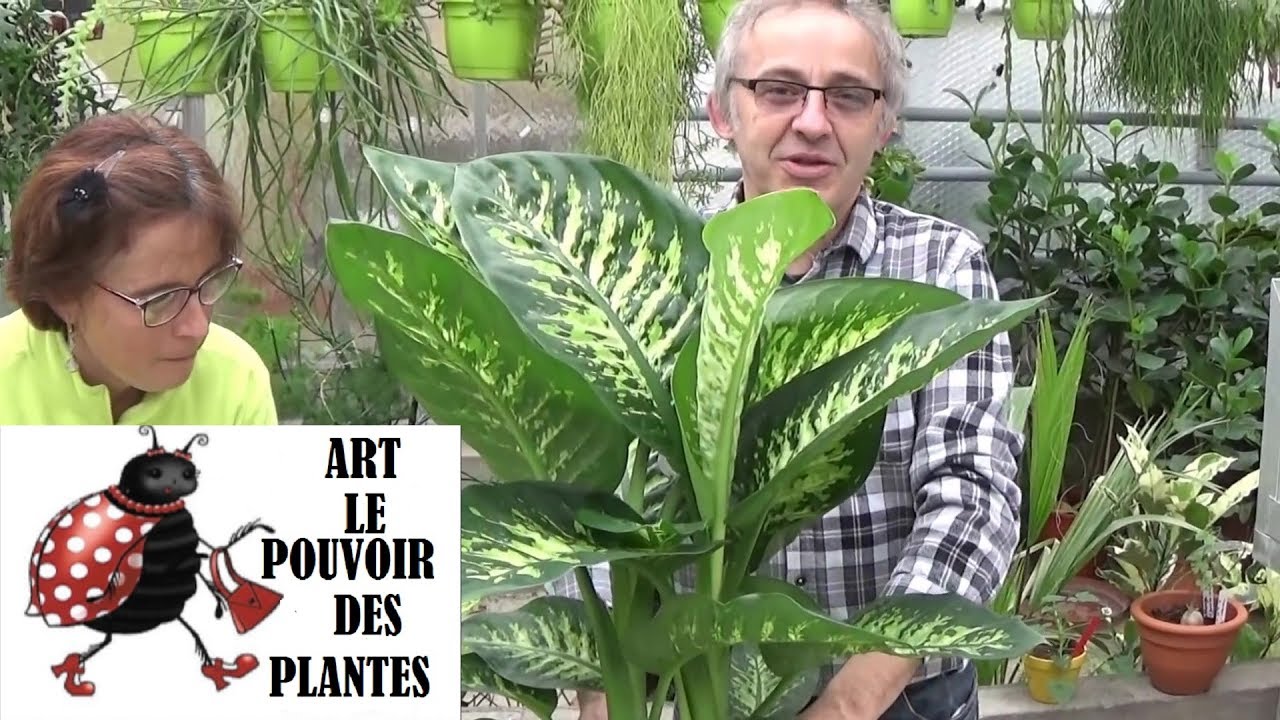 Conseils jardinage: Dieffenbachia: Comment faire l'Entretien et l'arrosage:Plante verte d'intérieur