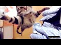 Copy of Crazy and Funny Cats   Creative Commons
