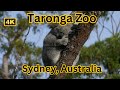 Taronga zoo 4k walking tour  sydney australia