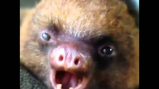 Funny Vine - Screamo Sloth
