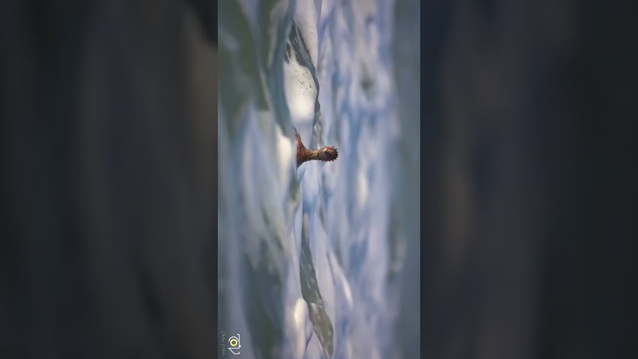 Beautiful bird Water Surfing - Black Nacked Grebe