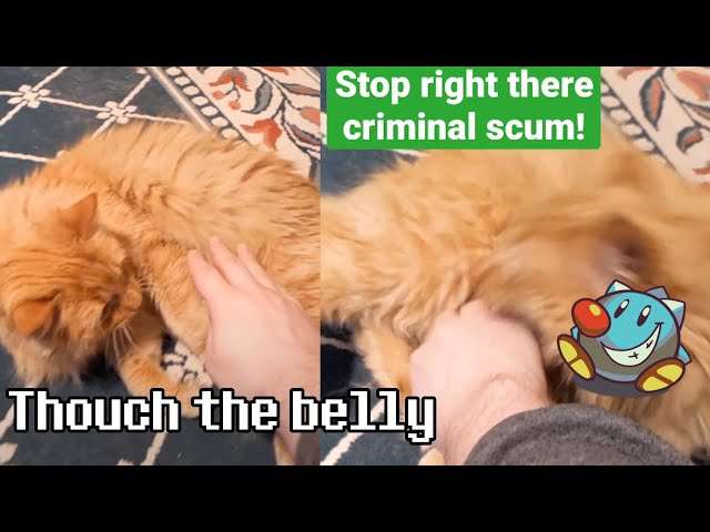 Cat Belly Rubs: Dangerous? | Parker The Cat