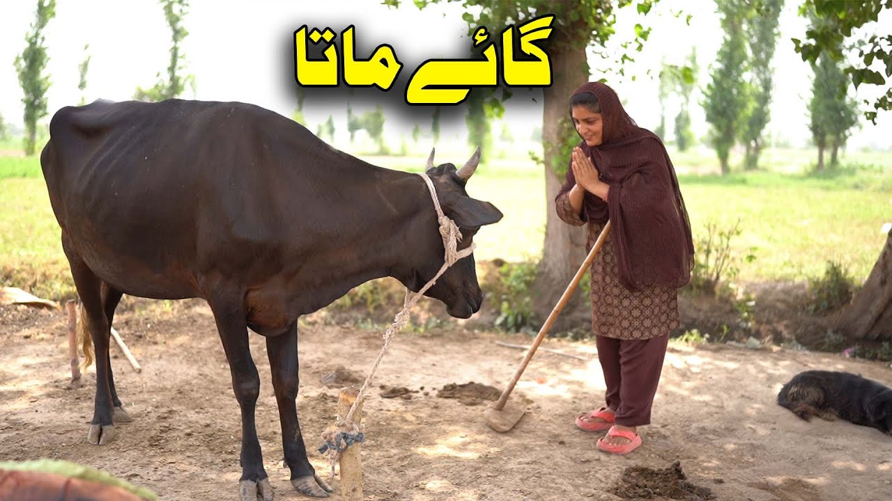 gaye mata | Трогательная история, которая заставит вас плакать | Эмоциональная панджабская истори...