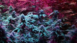 HAPPY 420 GUY Live Stream