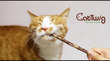 CatTwig