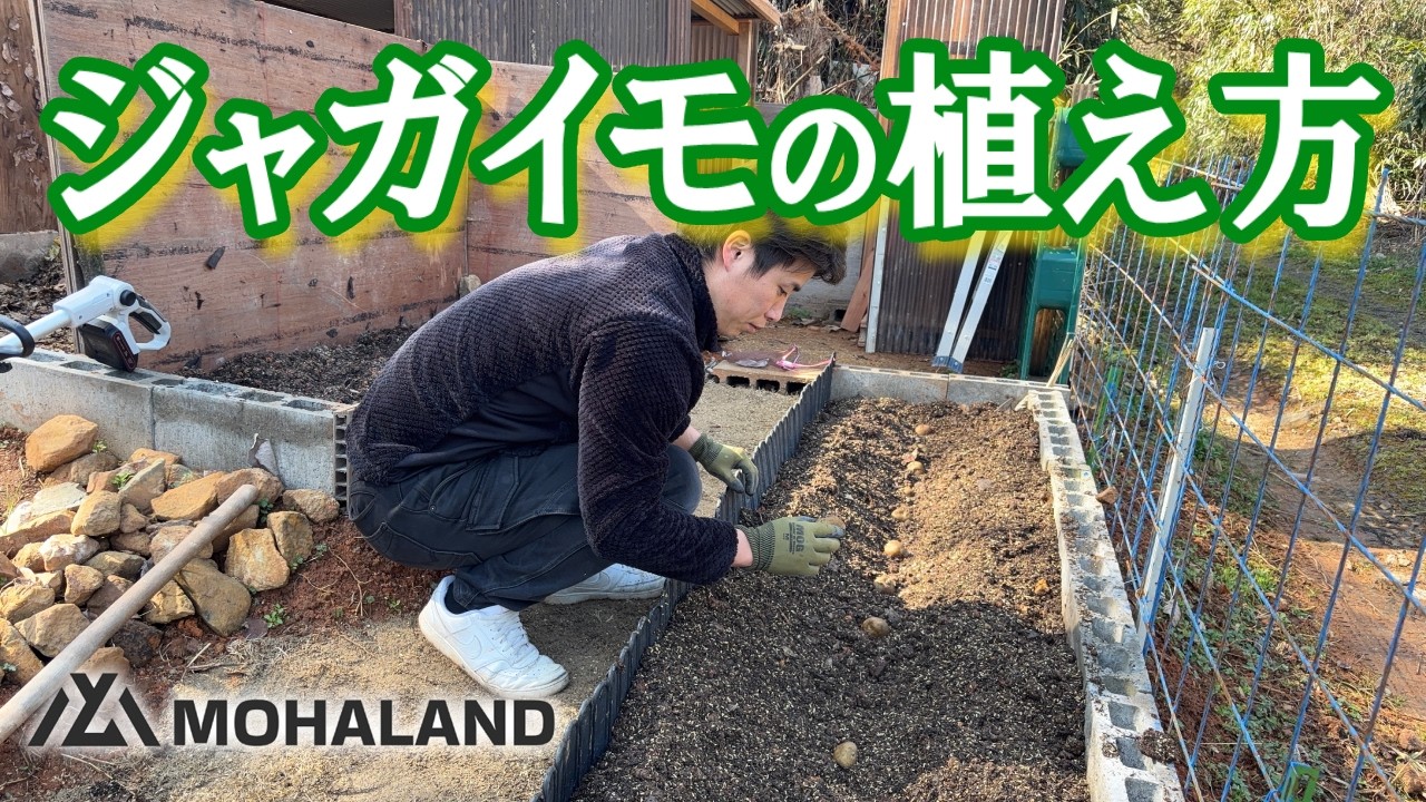今さら聞けないジャガイモの植え方。一番簡単な方法を紹介します